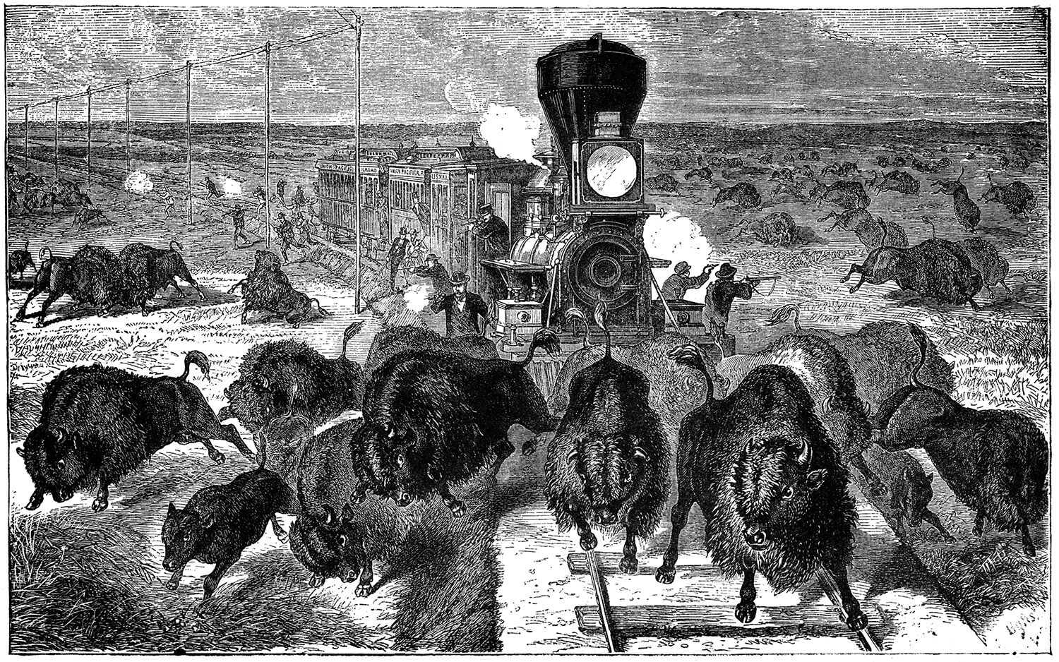 Bison illustration